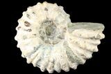 Bumpy Douvilleiceras Ammonite - Madagascar #79119-1